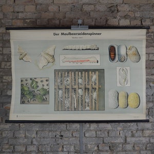 Maulbeerseide Motte, Raupe: original antik 1950er Jahre Vintage Lehrposter Roll down Schule Wandkarte Insekt Tiere Druck