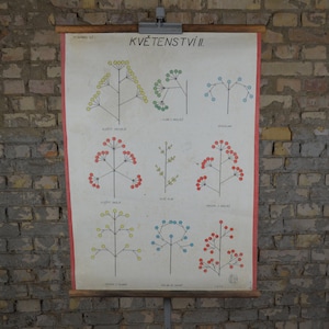 Schémas floraux, Types de fleurs: original vintage années 1950 Affiche éducative tchèque graphique mural de l’école imprimé botanique plante de jardinage