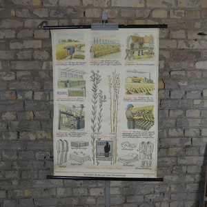 Pianta di lino, tessuto di lino, stampa vintage: originale tedesco 1930 poster educativo scuola carta da parati illustrazione tela tessuti tessitura