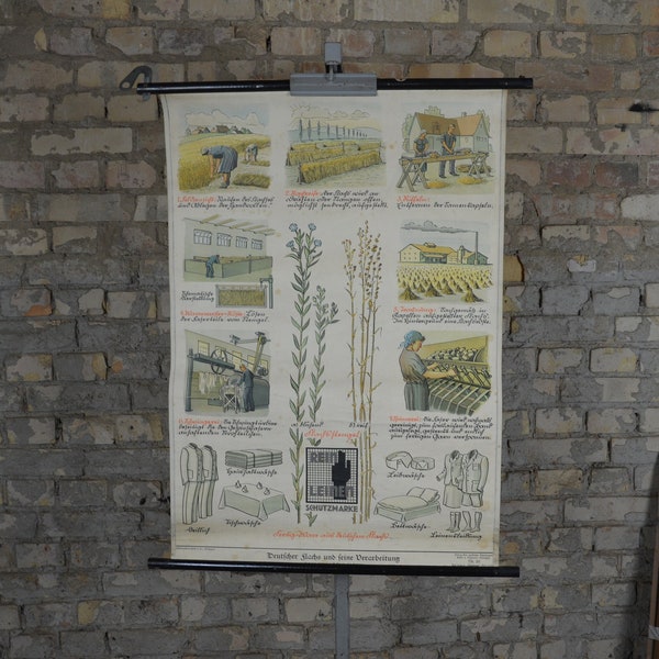Flax plant, Linen fabric, vintage print: original German 1930s educational poster school wall chart illustration canvas textiles weaving