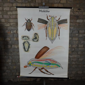 Anatomía del abejorro: cartel educativo alemán vintage original de la década de 1960, gráfico de pared de la escuela anatómica, impresión de entomología del escarabajo insecto