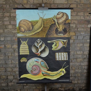 Garten Schnecke Anatomie: Jung Koch Quentell original vintage 60er Jahre Lehrposter Rollkarte Lehrtafel Biologie Anatomisch Druck