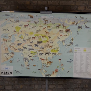 Animaux sauvages d’Asie: vintage original des années 1960 Affiche éducative allemande carte murale de l’école rouleau vers le bas faune faune mammifères tigre Inde Chine