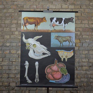 Kuh, Rinder, Rind: Original Vintage 1970er Lehrposter Schule Wandkarte Roll down Druck Jung Koch Quentell Anatomy Horns Ranch