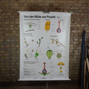 Fleurs, Pollinisation: original vintage des années 1990 Affiche éducative allemande tableau mural de l’école rouleau sur toile d’impression botanique biologie végétale pollen