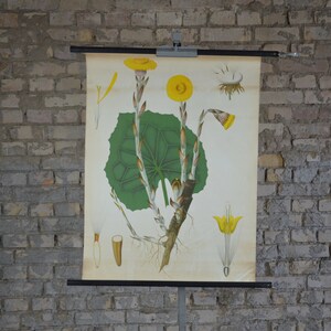 Hoestkruid, Coltsfoot, antieke botanische print: originele vintage jaren 1920 Duitse educatieve poster school muurkaart lithografie gele bloem
