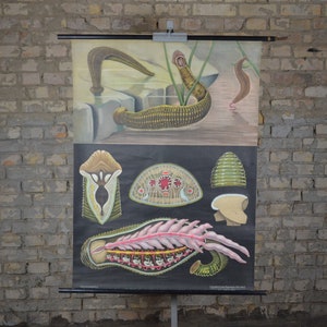 Leech Anatomy: Jung Koch Quentell original vintage German 1950s educational poster school wall chart anatomical print blood medicine antique