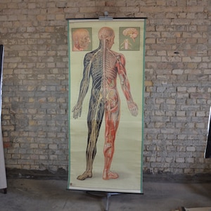 Nervensystem, Menschliche Anatomie: original antik 1920er Jahre Deutsches Lehrposter anatomische Schule Wandkarte Rückenmark Gehirn Vintage Neuro