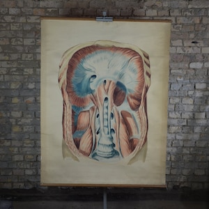 Menschliche Anatomie, Torso: außergewöhnlich handgemaltes original antikes 1940er Jahre medizinisches Lehrposter Wandkarte anatomische Aquarellzeichnung
