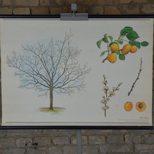 Abricotier, fruit: millésime original des années 1980 Affiche éducative tchèque carte murale de l’école botanique plante imprimée jardinage verger antique pêche