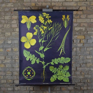 Koolzaad, Koolzaadplant, vintage botanische print: originele 1950s Duitse educatieve poster school wandkaart Jung Koch Quentell zwarte bloem