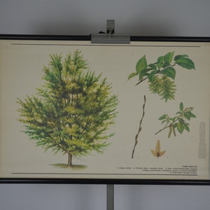 Arbre à charmes, Carpinus betulus: vintage original des années 1980 Affiche éducative tchèque tableau mural rouleau bas plante forêt botanique
