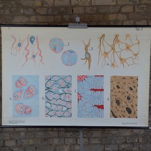 Embryonisches Trägergewebe, stroma: original antik 1920er Jahre Lehrposter Schule Wandkarte seltsame Anatomie medizinische Kuriosität Vintage Föten