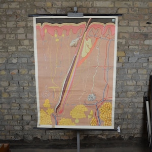 Haut Anatomie, Menschliche Haare: original vintage 1950er Deutsche Medizin Lehrtafel Schulwandkarte Roll-up Anatomischer Druck Dermatologie
