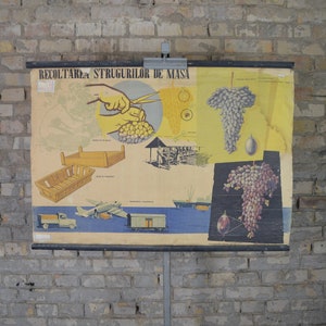 Viticultura, vides: cartel educativo original vintage de la década de 1950 Gráfico de pared de la escuela europea impresión botánica impresión de plantas Horticultura de vid