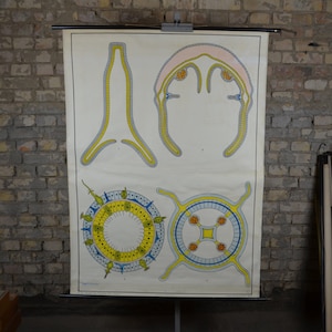 Koraalanatomie: originele vintage Duitse educatieve poster jaren 50 schoolmuurkaart afrollen anatomische print zeeanemonen rif Coelenterata
