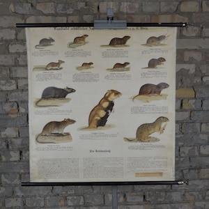 Nagetiere; Mäuse, Hamster, Ratten: original antik ca. 1910 Deutsche Volksschule Poster Wandkarte Druck Lithographie vintage