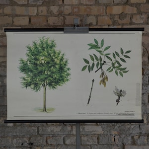 Freixo Europeu (Fraxinus Excelsior): pôster educacional tcheco original vintage dos anos 1980, gráfico de parede escolar, impressão rolada, antiguidade botânica