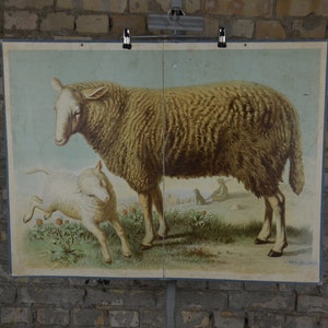 Moutons, Laine: original antique 1890s Affiche de l’école primaire allemande tableau mural imprimé anatomique lithographie éducative vintage Meinhold