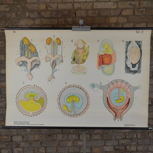 Säugetiere Embryo Entwicklung: original antik 1920er Jahre Lehrposter Schule Wandkarte Lithographie seltsame Anatomie Kuriosität Vintage Tierarzt