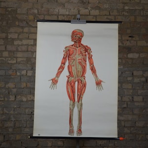 Ecorché, Muskeln, Menschlicher Körper, Anatomie Torso: Original Vintage 1970er Lehrposter Schule Wandkarte Roll anatomischer Druck ausgestellt