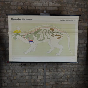 House Cat Anatomy, Internal Organs: cartel educativo alemán original de la década de 1960 gráfico de la escuela de medicina impresión anatómica felina rareza
