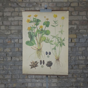 Gravure botanique marsh-marigold: original vintage des années 1950 Affiche éducative tchèque carte murale de l’école plante médicinale fleur de jardin antique