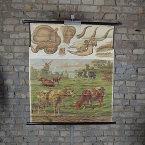 Rinder Anatomie: original antikes Deutsches Schulplakat 1900s Schulposter Schulwandbild Vintage Kuh Anatomie Stier Ochsenschädel Hörner