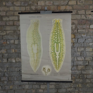 Dendrocoelum lacteum, Planarian Worm: originele vintage jaren 1960 Tsjechische anatomische educatieve poster school wandkaart anatomische printwetenschap
