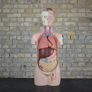 Large Anatomical Torso: vintage anatomy model original 1980s German medical educational oddity school organs complete realistic spine head