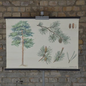 Pinetree europeu, Pinus sylvestris: pôster educacional tcheco original vintage dos anos 1980, gráfico de parede escolar, tela de impressão botânica