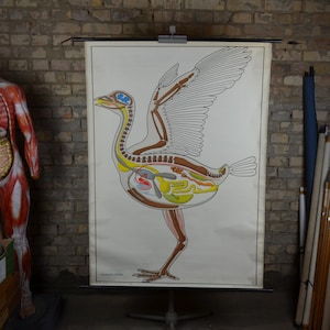 Anatomia dell'uccello, Scheletro: originale vintage 1950 poster educativo tedesco scuola carta da parati roll down stampa teschio di piume anatomiche di struzzo