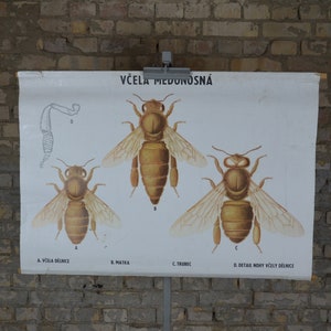Abeille mellifère, insecte: millésime original des années 1940 Affiche éducative tchèque carte murale de l’école impression apiculture apiculteur anatomie biologie entomologie