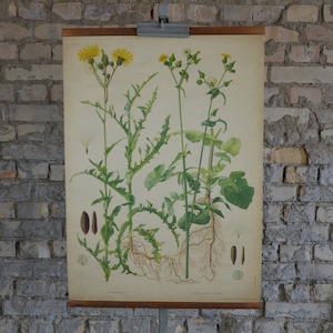 Sow Distel, Gelbe Blume: Original Vintage 1950er Jahre Tschechisches Lehrposter Schule Wandkarte botanischer Pflanzendruck Wildkräuter garten antik