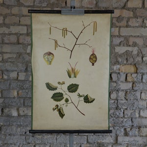Haselnuss, Haselnussbaum: Original Vintage 1920er Jahre Tschechisches Lehrposter Schule Wandkarte botanischer Großdruck Biologie antike Lithografie