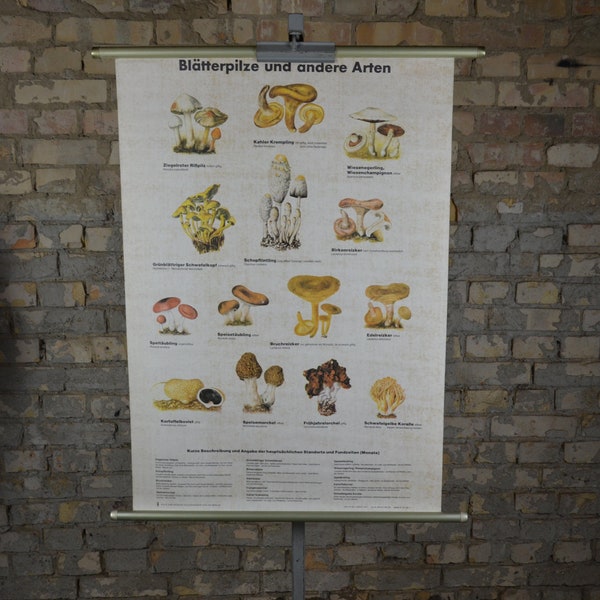 Edible & poisonous mushrooms: original vintage 1960s German educational poster elementary school wall chart print mycology antique guide