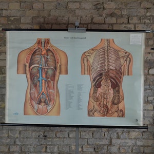 Menschlicher anatomischer Torso: original vintage 1960er Jahre Lehrtafel Medizin Lehrposter Innere Organe Skelett