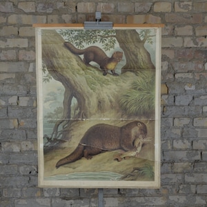 Fischotter, Weasel: original antik 1890er Jahre Lehrposter Schule Wandkarte Druck Fluss niedliche Tier Lithographie Fisch vintage