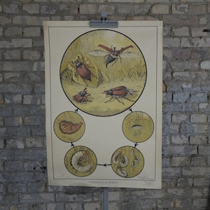 Cockchafer Lifecycle: original vintage 1930s Allemand école école affiche carte murale coléoptère illustration imprimer insecte métamorphose grub