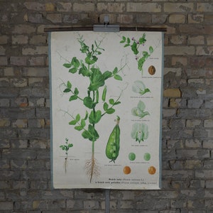 Erbsenpflanze: Original Vintage 1960er Jahre Tschechisches Lehrposter Schule Wandkarte botanischer Druck wissenschaftliche Illustration Blume Kunstwerk antik