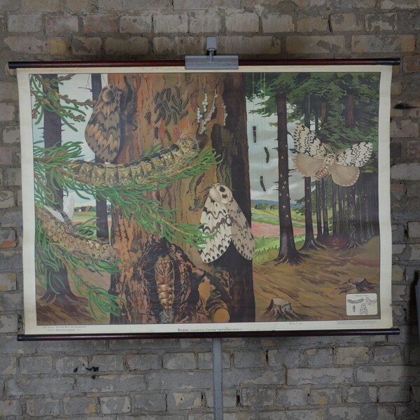 Antique Moth Print - Etsy