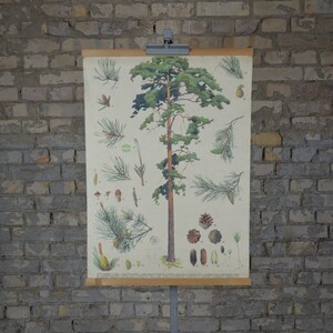 Pin baltique: vintage original des années 1950 Affiche éducative tchèque carte murale de l’école botanique plante imprimée forêt bois de pin antique pommes de pin