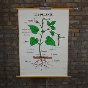 Bean Plant Physiology: originele vintage jaren 1970 Duitse educatieve poster school wandkaart roll up botanische print canvas biologie bloem