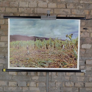 Champ et récolte de canne à sucre, Cuba : affiche éducative originale allemande des années 60, tableau mural scolaire, impression de plante ferme agriculture plantation
