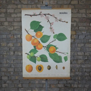 Apricot Baum, Obst: Original Vintage 1950er Jahre Tschechisches Lehrposter Schule Wandkarte botanische Pflanze Druck Garten antik Obstgarten Pfirsich