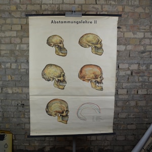 Menschliche Evolution, Hominidenschädel: Originales deutsches Lehrplakat aus den 1960er Jahren, Schulwandtafel zum Herunterrollen von Neandertaler-Steinzeitfossilien