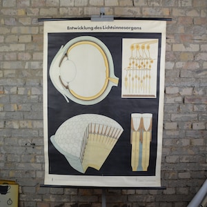 Evolutie van de ogen: ZELDZAME originele vintage jaren 1960 Duitse educatieve poster anatomische schoolwandkaart samengestelde oog ogen visie wetenschap