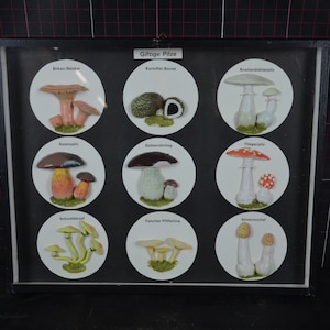 Posion Mushrooms, Vintage Botanical Display: original 1960s German specimen collection box biology diorama shadowbox antique samples fungi