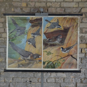Kuckuck: original antik 1890er Jahre Lehrposter Schule Wandkarte Roll down Druck Vogel Lithographie Vögel Ornithologie Biologie vintage