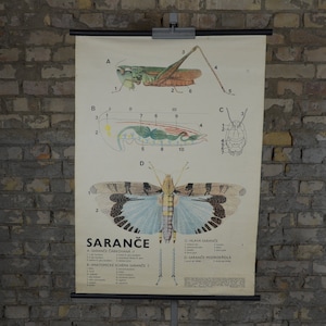 Sauterelle, Criquet Anatomie: original vintage tchèque années 1980 affiche éducative école carte murale anatomique impression insecte curiosité scientifique